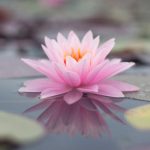 flor_de_loto.jpg