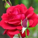 FB_IMG_1569374888420