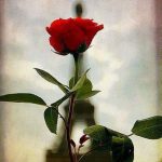 FB_IMG_1591014699757
