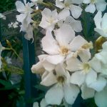 Imagen028