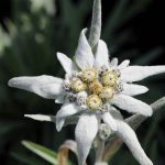 1200px-Alpen_Edelweiß,_Leontopodium_alpinum_2