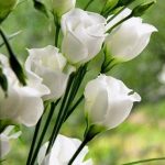 80dd53fc33454ccf12c74d4bb6a63874--lisianthus-flowers-ranunculus