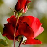 IMG-20191224-WA0012