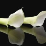 Condolencias