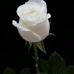 70ba142f0cba606b5916d1d3dcbc9ced