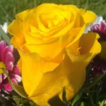 FB_IMG_1711330163988